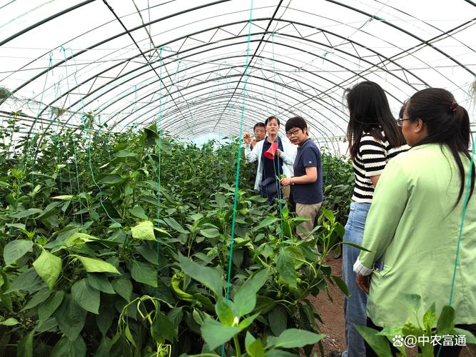 科技驅動綠色未來 通州區設施蔬菜新品種觀摩會助力產業升級